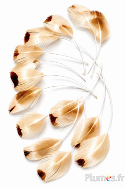 Blütenblätter aus Federn - gebleicht - 6-9 cm - creme-goldfarben